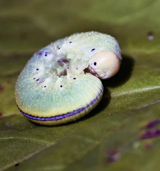 Oruga Verde Sobre Una Hoja Verde Jardín — Foto de Stock