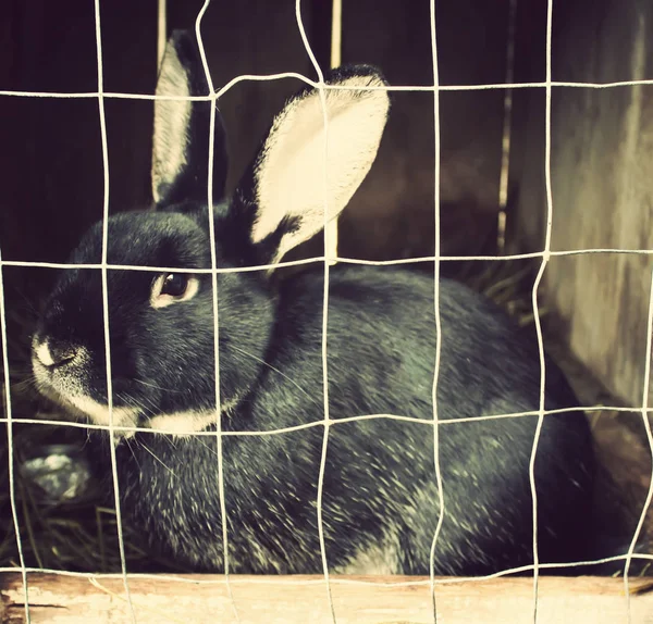 Кролик Кролик Камере Ферме — стоковое фото