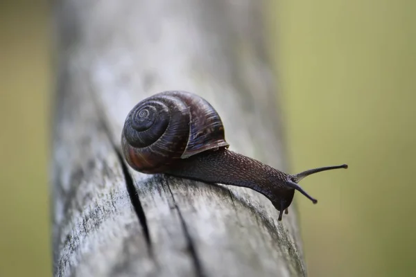 Caracol Jardín Cerca —  Fotos de Stock