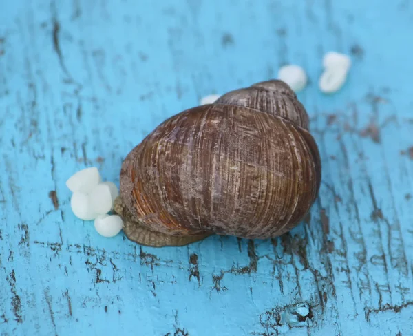 Caracol Colocando Seus Ovos Uma Superfície Madeira Livre Reprodução Caracol — Fotografia de Stock