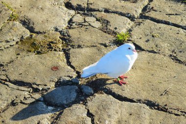 Sokak güvercini parkta yürüyor ve yemek buluyor..