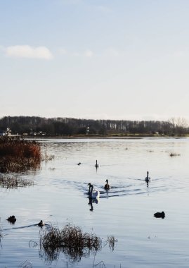 Yaban ördekleri günbatımı ışık Nehri yüzeyinde yüzme. Doğu Avrupa'nın bahar manzara.