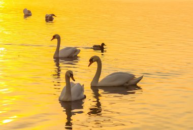 Güzel kuğu ve ördekler günbatımı nehir yüzey üzerinde