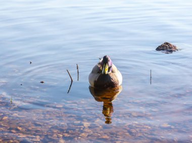 Yaban ördekleri günbatımı ışık Nehri yüzeyinde yüzme. Doğu Avrupa'nın bahar manzara.