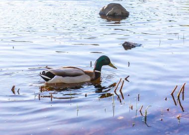Yaban ördekleri günbatımı ışık Nehri yüzeyinde yüzme. Doğu Avrupa'nın bahar manzara.