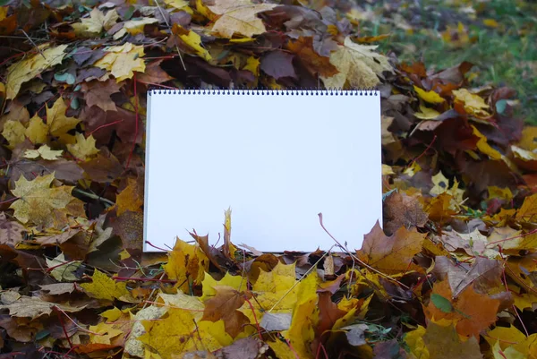 Leeres Papier Auf Herbstblättern Auf Dem Boden — Stockfoto