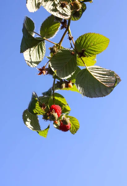 Raspberry plant with ripe sweet berries in autumn park on blue sky background.