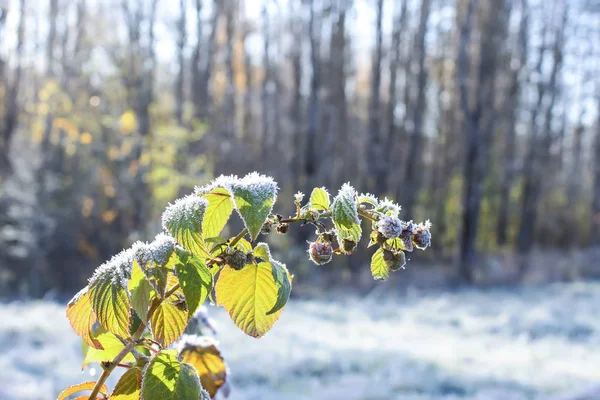 Frost on green leaves of raspberry plant in autumn park.