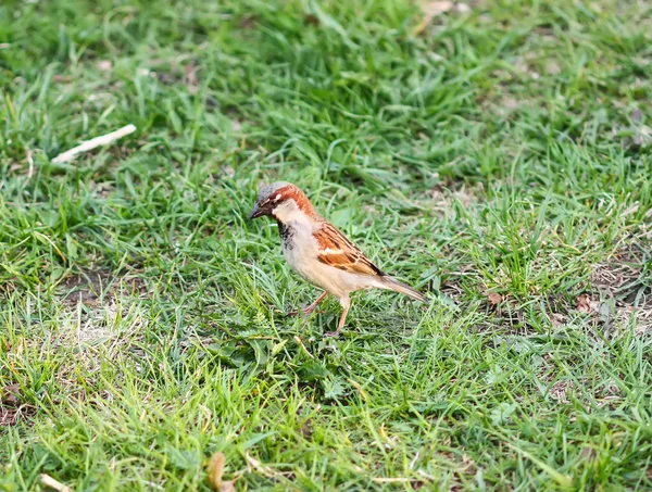 绿草上的一只小麻雀 — 图库照片