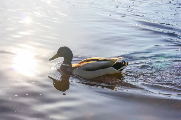 Canards Sauvages Nageant Surface Rivière Coucher Soleil Paysage Printanier Europe — Photo