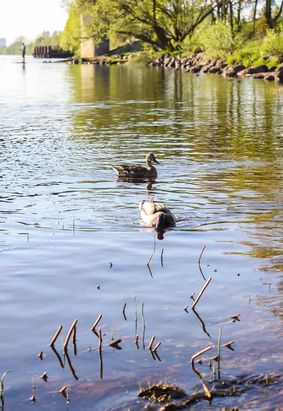 Patos Selvagens Nadando Superfície Rio Sob Luz Pôr Sol Paisagem — Fotografia de Stock