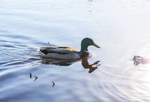 Canards Sauvages Nageant Surface Rivière Coucher Soleil Paysage Printanier Europe — Photo