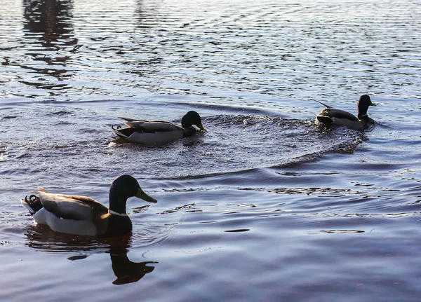 Wild ducks swimming on river surface in sunset light. Spring landscape in East Europe.