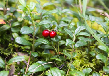 Yaz ormanında olgunlaşmış yabanmersini..