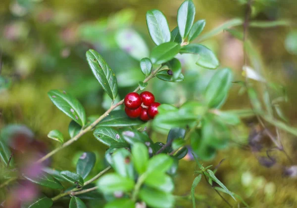 Wild cranberry in summer forest. — Stock Photo, Image