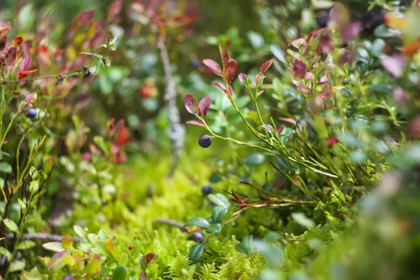 Wild Ripe Blueberry Summer Forest — Stock Photo, Image