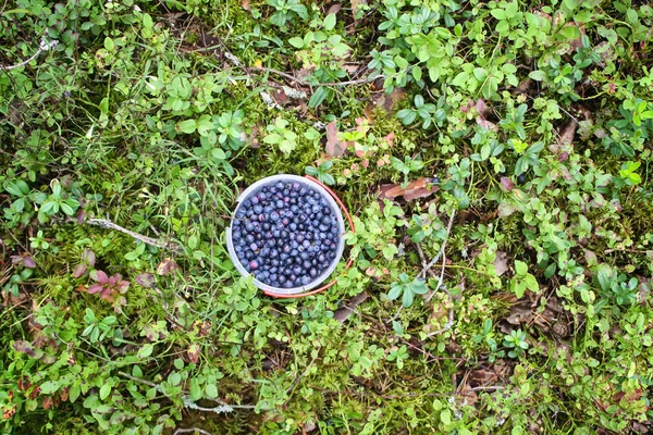 Wild blueberry in summer forest.