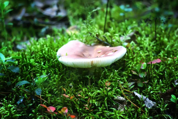 Bleuets Mûrs Sauvages Dans Forêt Été — Photo