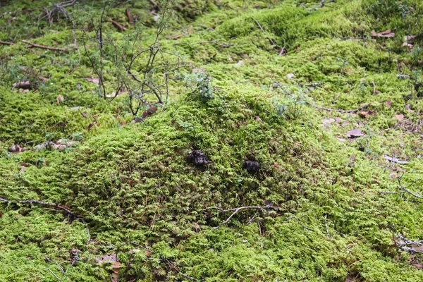 Musgo verde na floresta de verão . — Fotografia de Stock