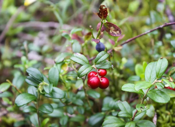 Wild cranberry in summer forest. — 스톡 사진