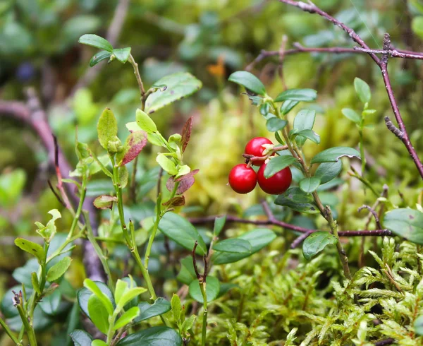 Wild cranberry in summer forest. — 스톡 사진