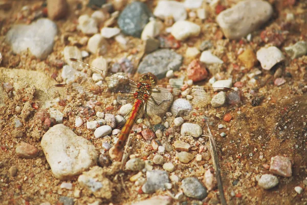 Dragonfly Ground — Stock Photo, Image