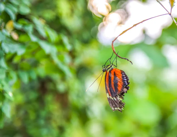 Borboleta tropical sentada em folhas verdes . — Fotografia de Stock