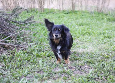 Genç aktif siyah köpek açık havada