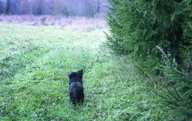 Çimlerde siyah köpek