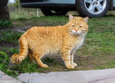 Bir ülke bahçesinde yaz çim zemin üzerine yeşil gözlü genç aktif kırmızı kedi.