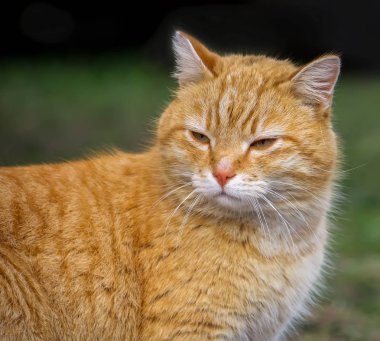 Bir ülke bahçesinde yaz çim zemin üzerine yeşil gözlü genç aktif kırmızı kedi.