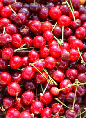 Olgun kirazlar ve saplar..