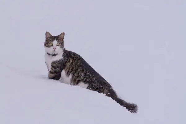 Young Cat Hunts Outdoors Winter Park — Stock Photo, Image