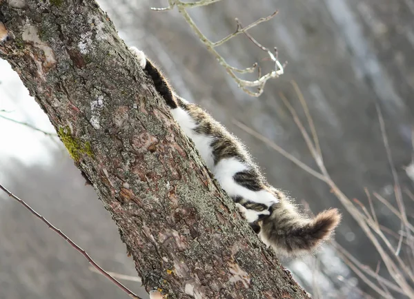 Young Active Cat Climbing Tree Winter Park — Stock Photo, Image