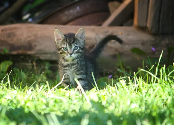 Gatinho Cinza Listrado Livre Quintal Rural — Fotografia de Stock