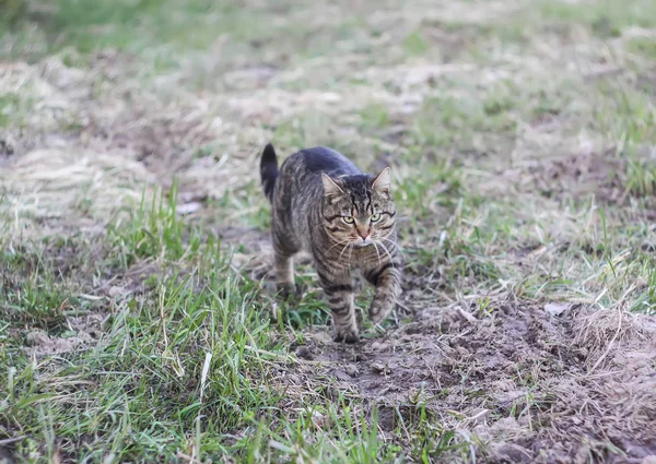 Fiatal Aktív Szürke Csíkos Macska Egy Tavaszi Parkban — Stock Fotó