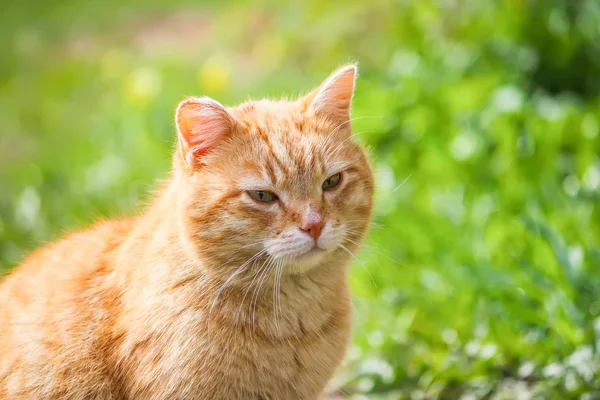 Ung Aktiv Röd Katt Med Gröna Ögon Sommaren Gräs Bakgrund — Stockfoto