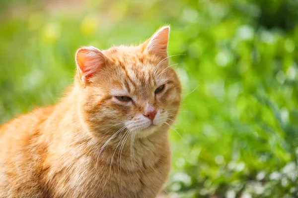 Ung Aktiv Röd Katt Med Gröna Ögon Sommaren Gräs Bakgrund — Stockfoto