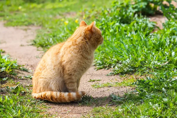 Young Active Red Cat Green Eyes Summer Grass Background Country — Stock Photo, Image