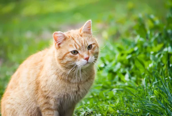 Ung Aktiv Röd Katt Med Gröna Ögon Sommaren Gräs Bakgrund — Stockfoto