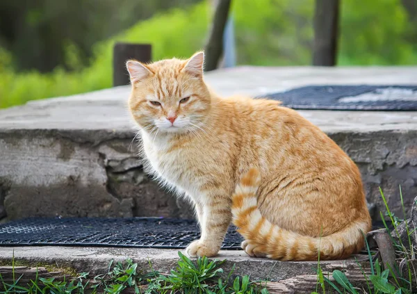 Ung Aktiv Röd Katt Med Gröna Ögon Sommaren Gräs Bakgrund — Stockfoto