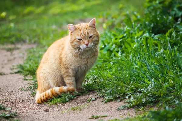 Ung Aktiv Röd Katt Med Gröna Ögon Sommaren Gräs Bakgrund — Stockfoto