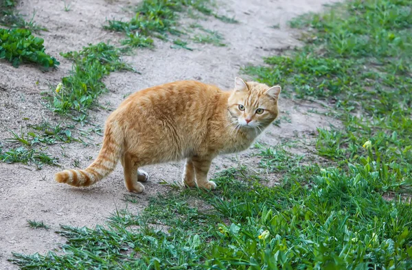 Giovane Gatto Rosso Attivo Con Occhi Verdi Sfondo Erba Estate — Foto Stock