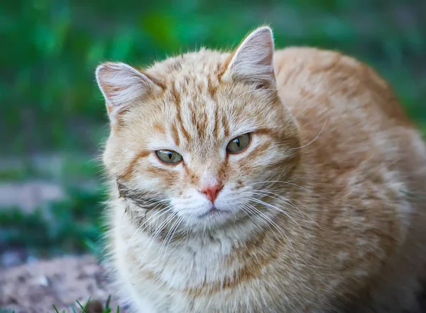 国の庭で夏草の背景に緑の目を持つ若いアクティブな赤猫. — ストック写真
