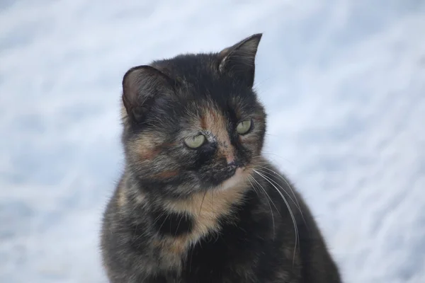 Güneşli Kış Günü Kar Genç Aktif Kedi — Stok fotoğraf