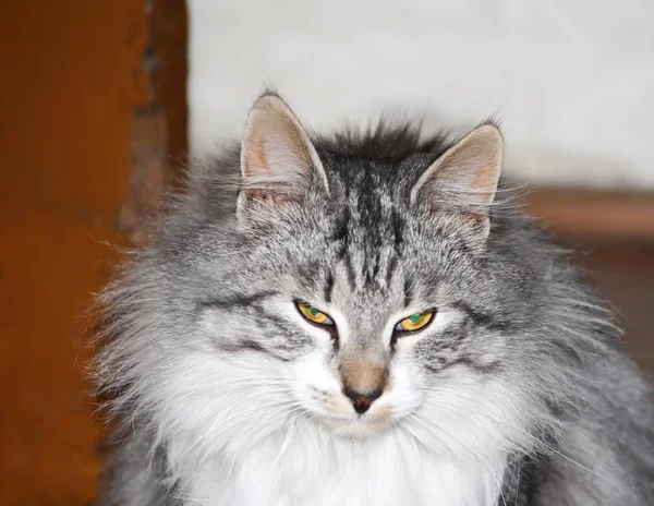 Портрет Молодої Пухнастої Кішки — стокове фото