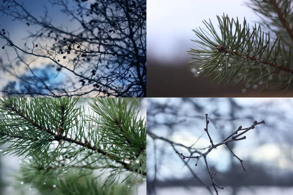 Holé Větve Stromů Podzim Večer — Stock fotografie