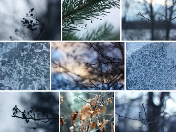 Winter Landscape Set Snow Covered Trees Flora — 스톡 사진