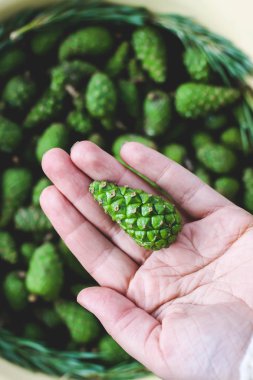 Yeşil köknar ağacı konileri ev yapımı şurup pişirmeye hazırdır..