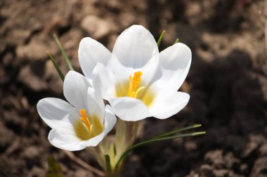 Güneş ışığı bir parkta blooming bahar güzel beyaz bitkisi çiçeği..